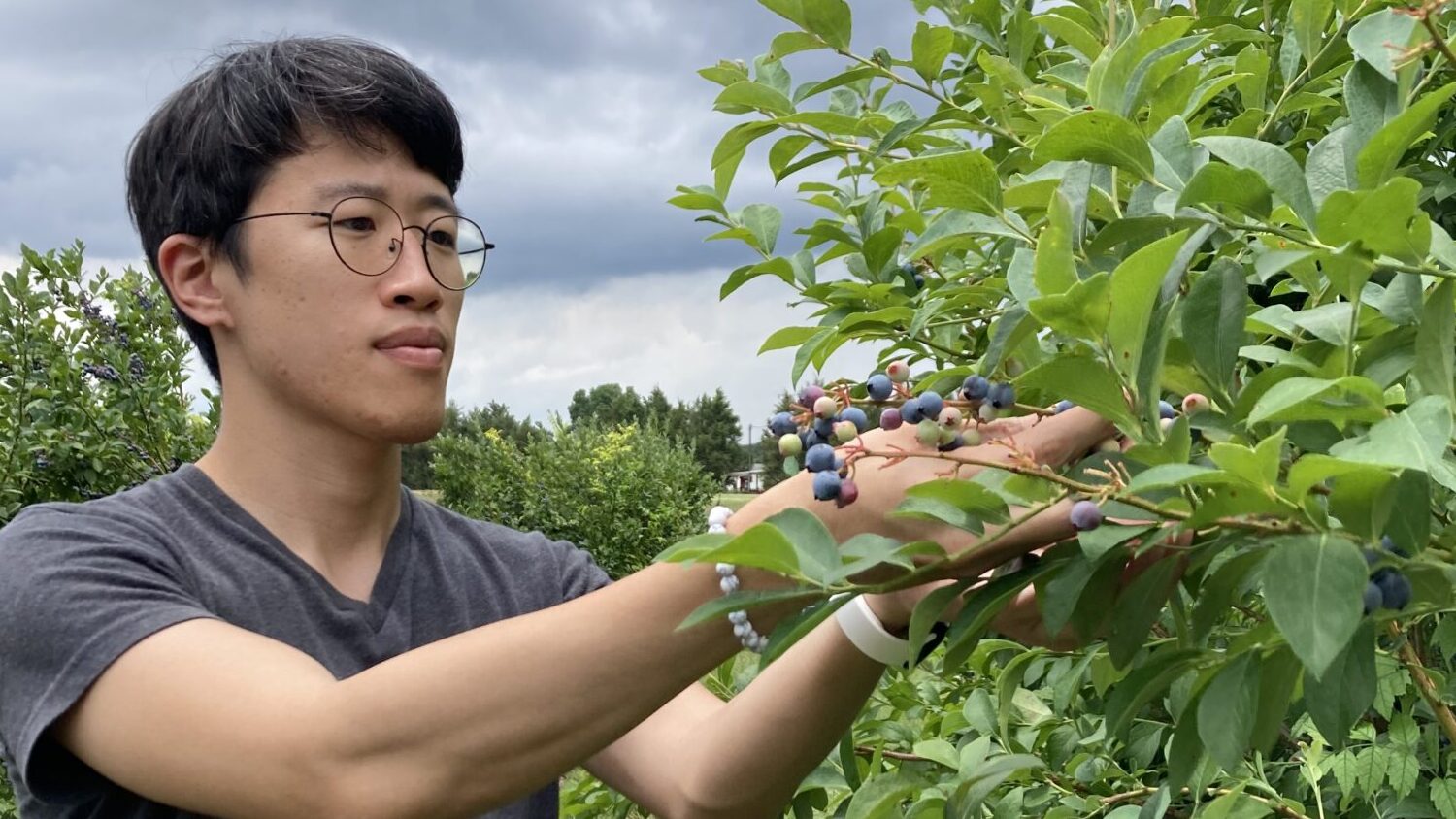 Heeduk harvests blueberries