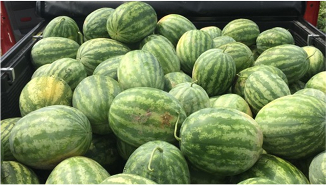 watermelon harvest
